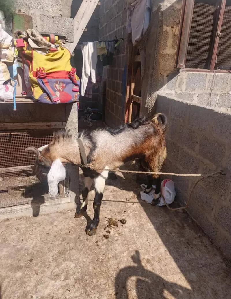 tapri bakra 2