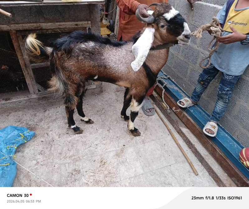 tapri bakra 3