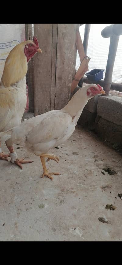 white papar Heera chiks