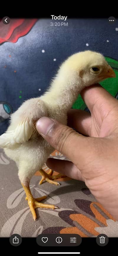 king shamo chicks/ko shamo/aseel shamo/swing neck/shamo