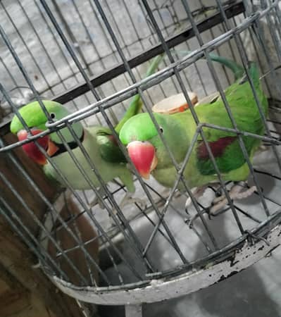 Talking Home Raised Parrot Pair for Sale