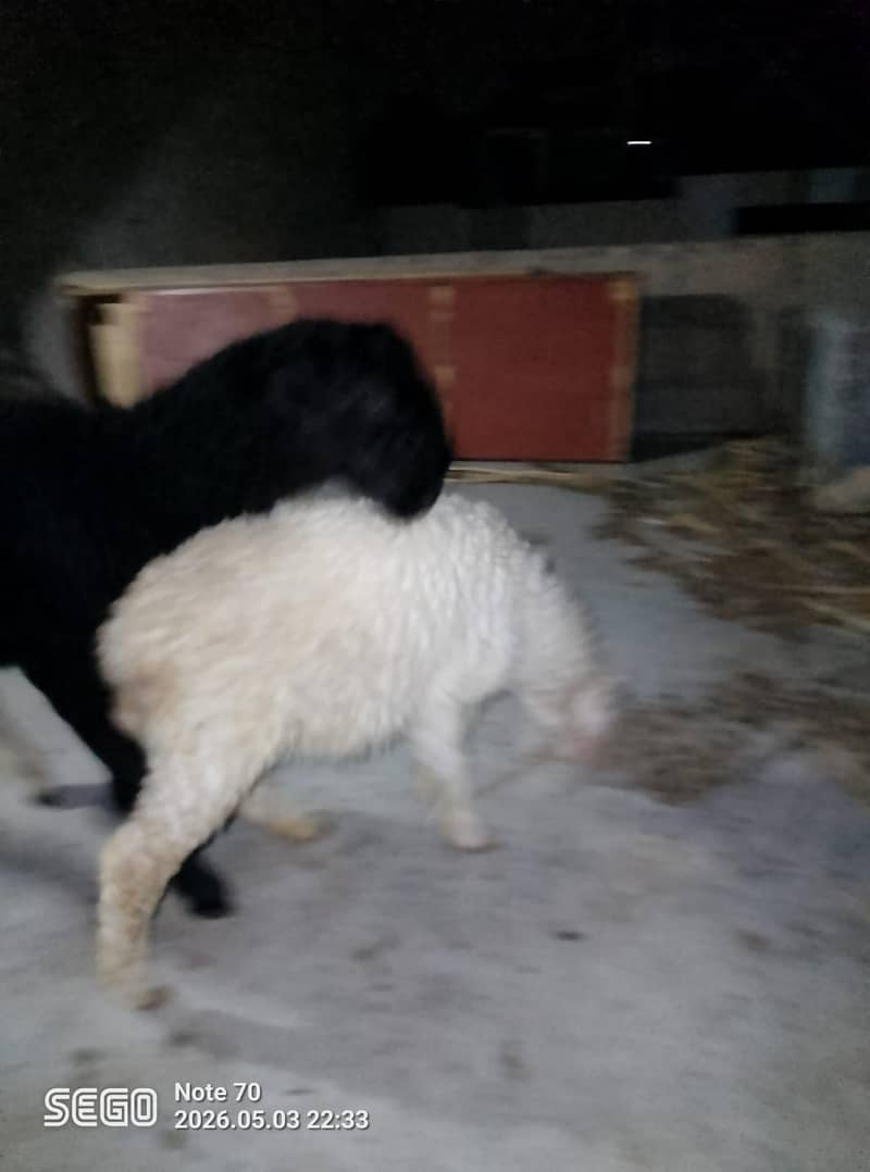 Dumba dumbi pair 2