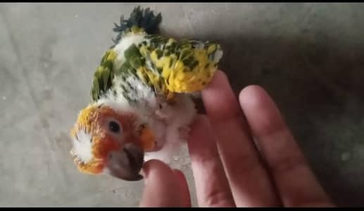 sunconure baby/ 03156376925