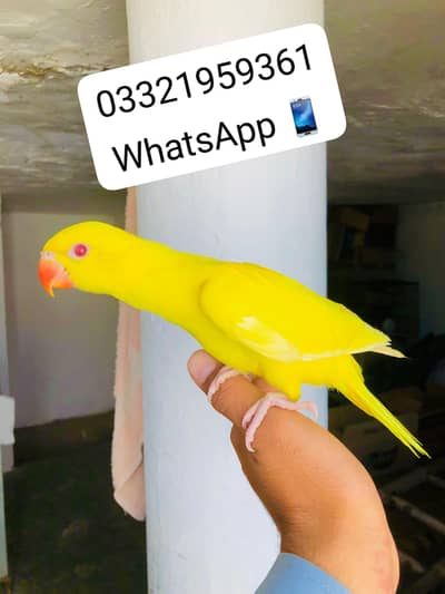 Yellow Ringneck Chicks Available