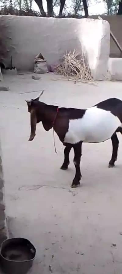 Qurbani ka Bakra