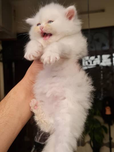 Persian kittens