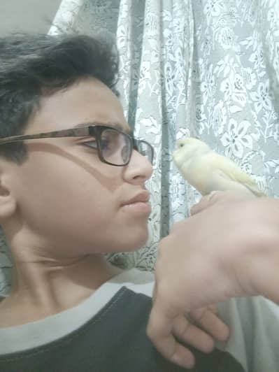 Hand tame parrot Australian budgie