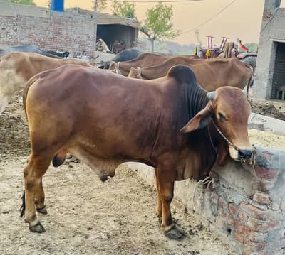 5 Mann گوشت | Healthy and Beautiful| Donda Wacha |Bull |Sahiwal Wcha