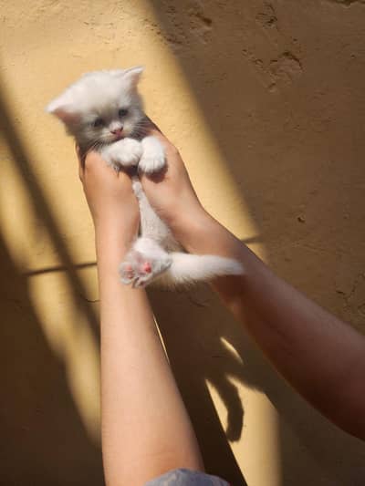 Triple coat Persian kittens for sale