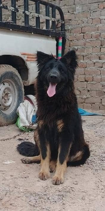 black German