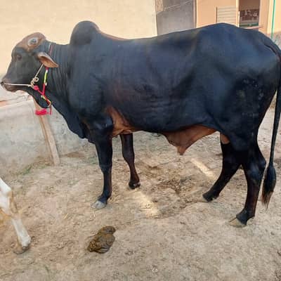 Wachay for qurbani