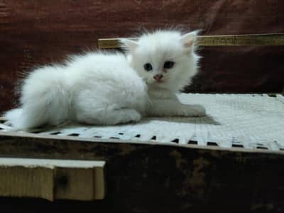 kitten