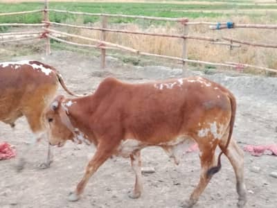 Assalamu allium all kinds of cattle available my farm .