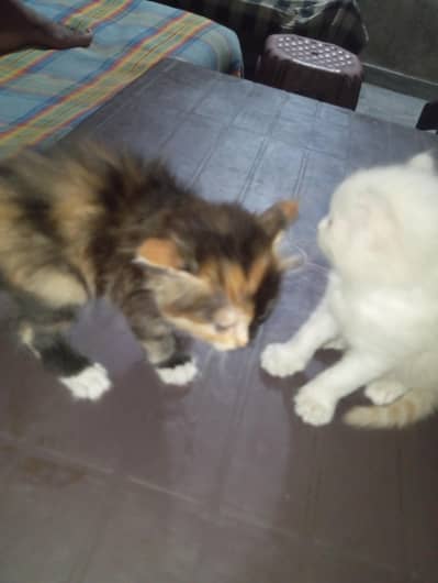 Persian kittens tripple coated