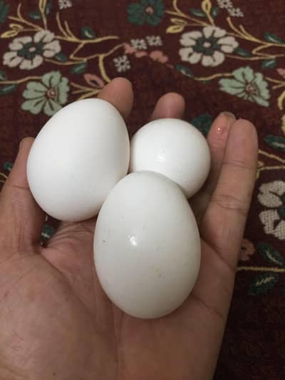 fertile eggs