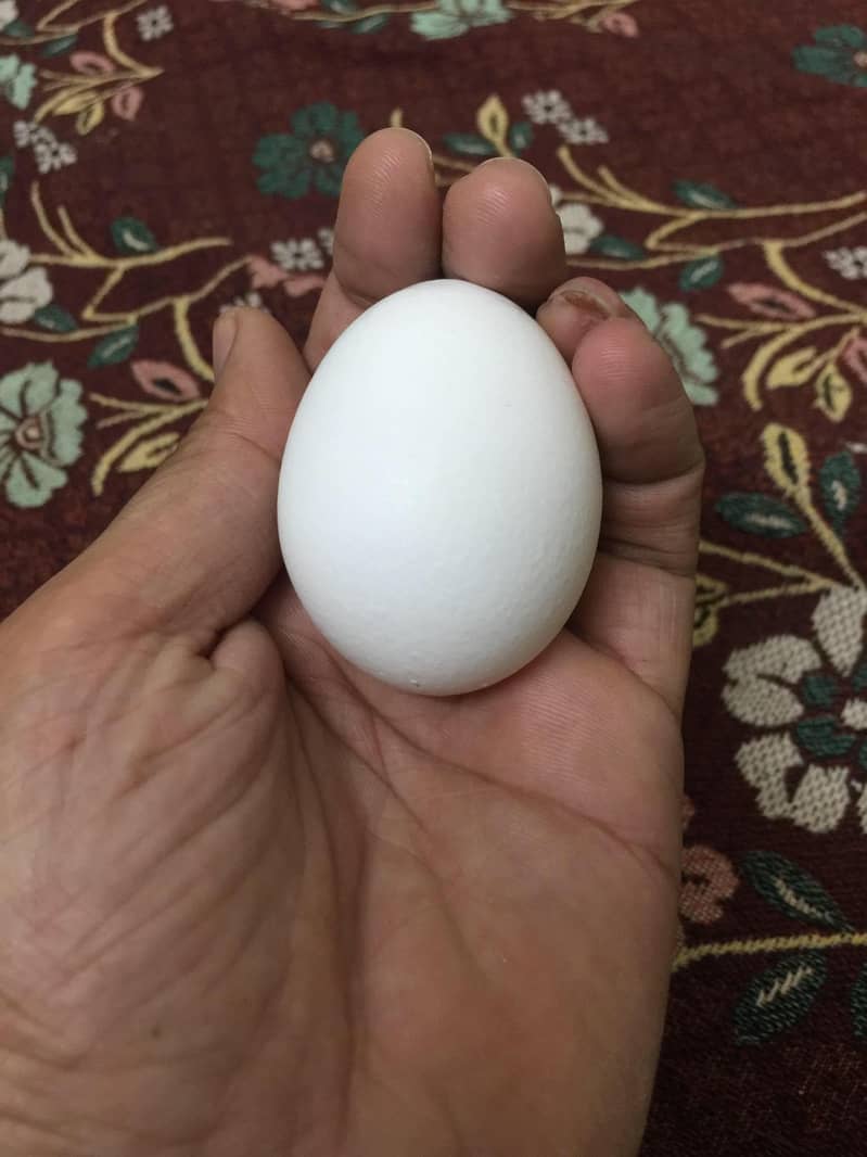 fertile eggs 1