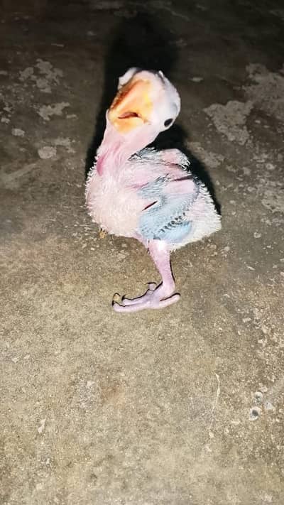 Kashmiri Raw parrot baby