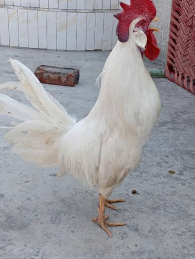 Hens Desi