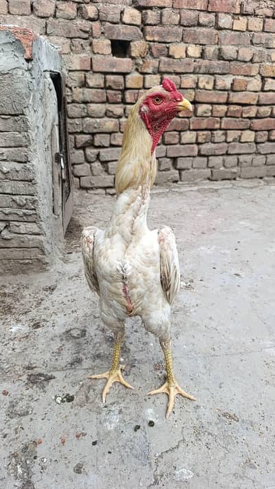 Shamo original white boski shade