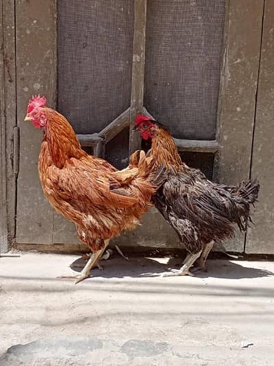 Ghar ki pali hui egg laing murgia for sale pr piece 135o full final