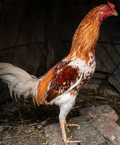 lakha breeder patha