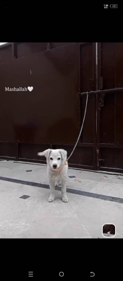 Russian dog male puppy