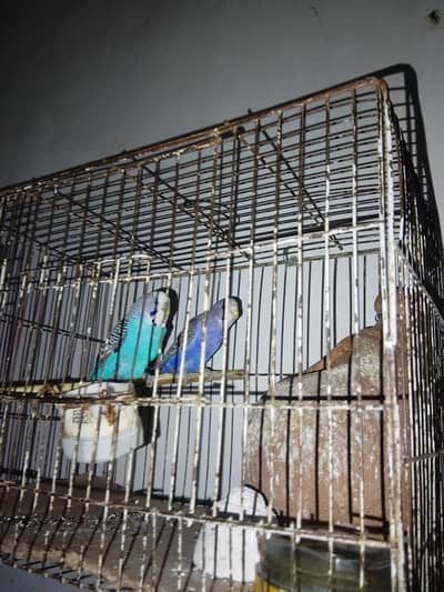 Australian parrot