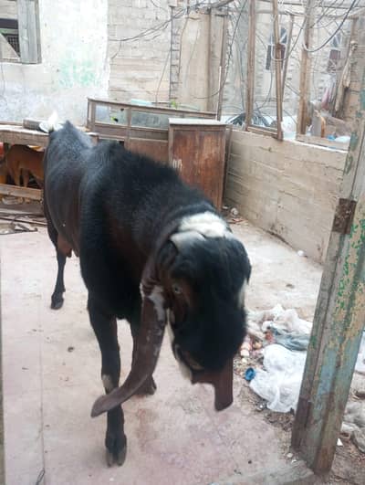 bakra