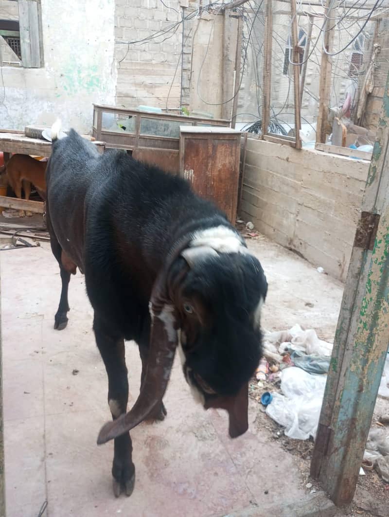 bakra 0