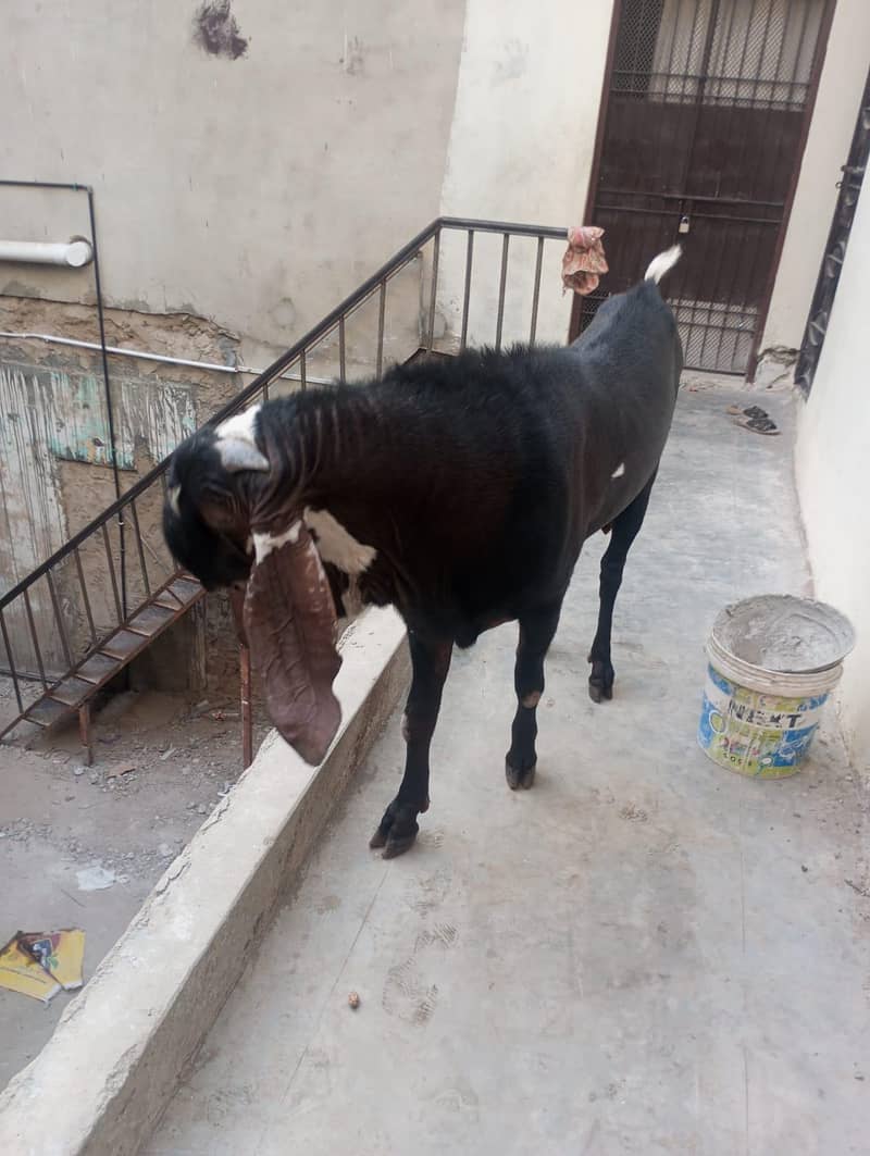 bakra 1