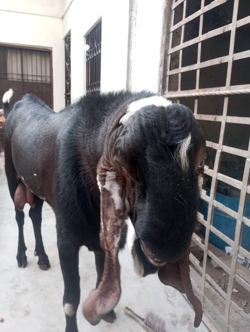 bakra 2