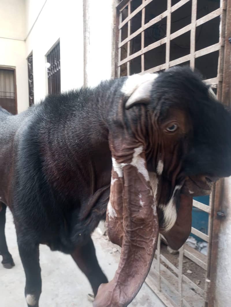 bakra 3
