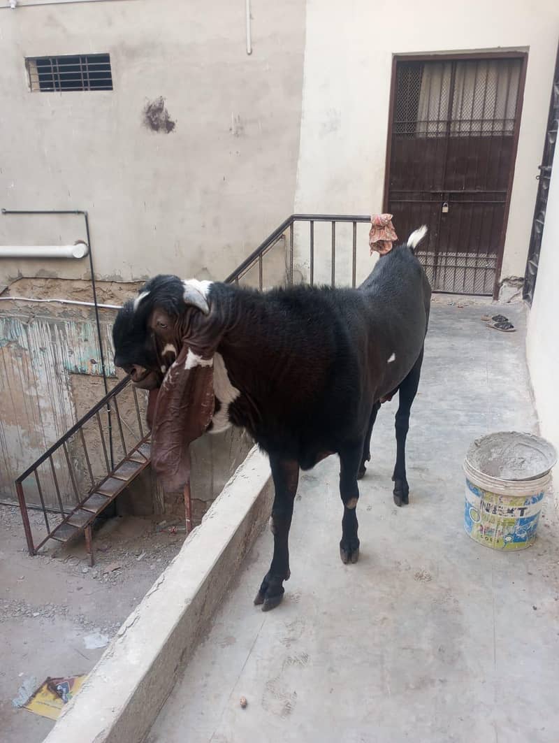 bakra 4