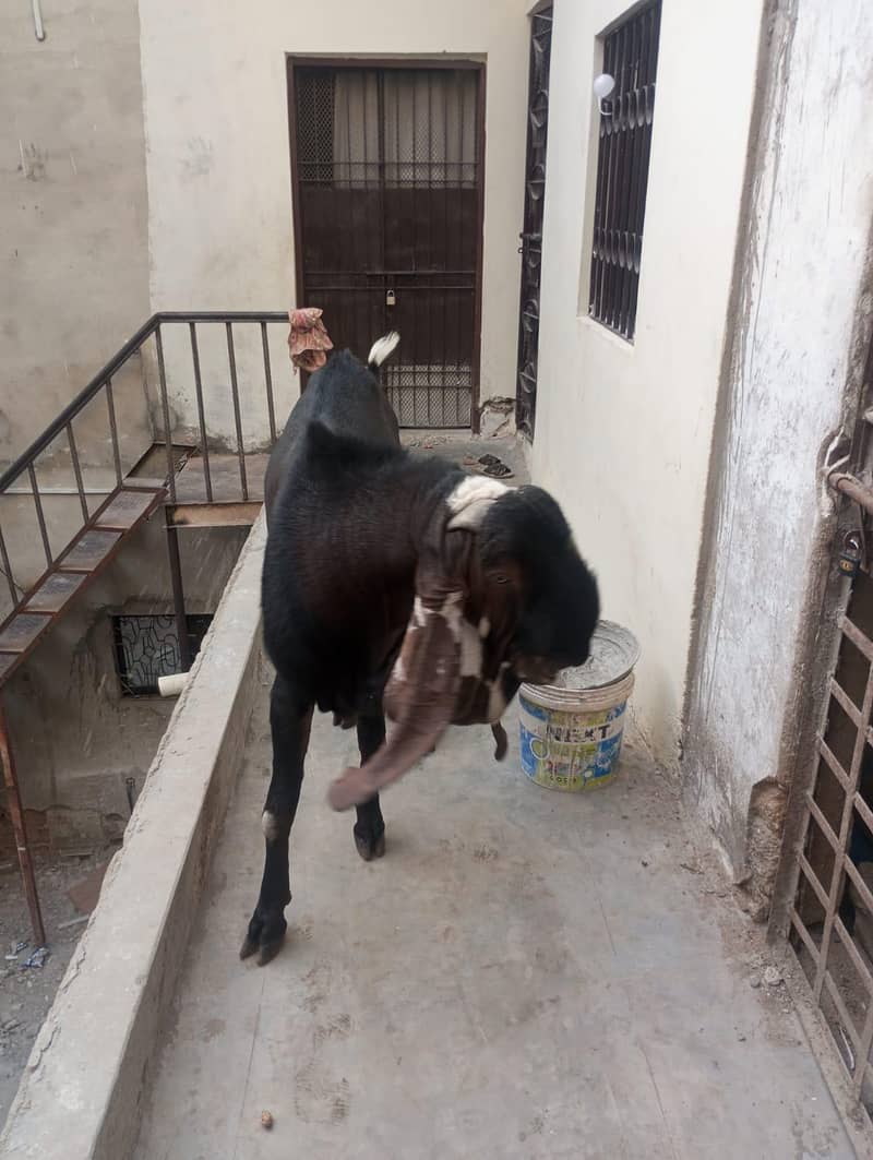 bakra 5