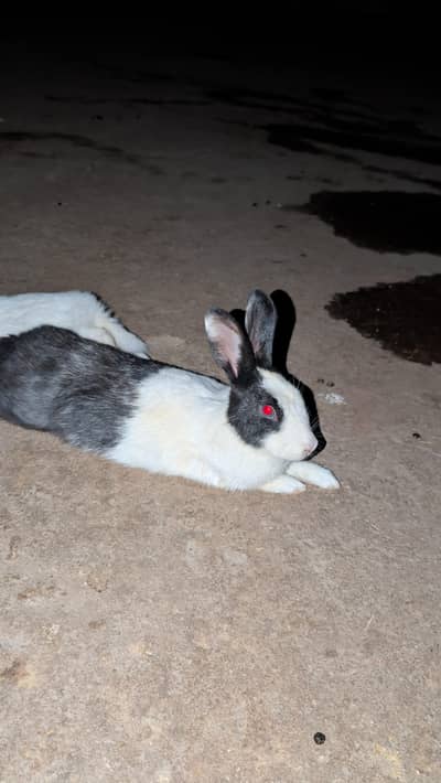 Rabbit Pregnant Female & Baby For Sale