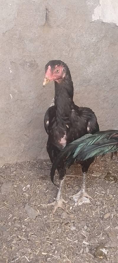 quality aseel birds