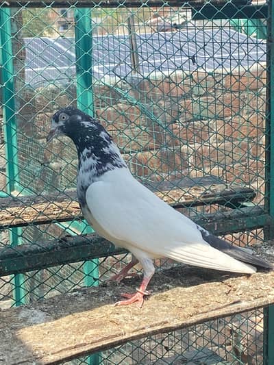 “The Amazing Pigeon  Kabutar teddy female usted rana Kuku Ka 