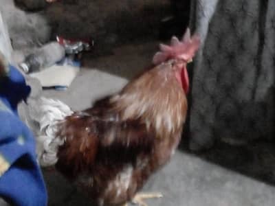 Desi Rooster