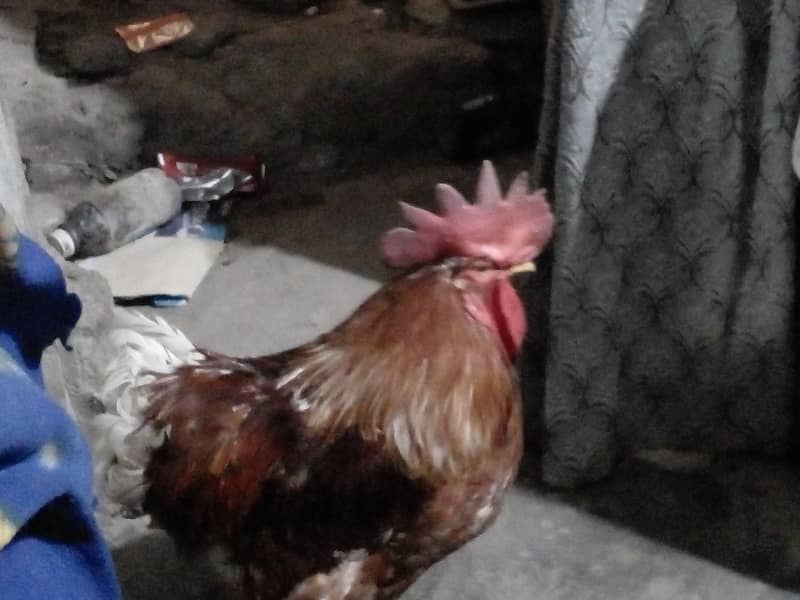 Desi Rooster 1