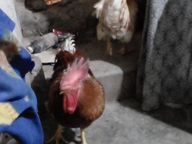 Desi Rooster 2