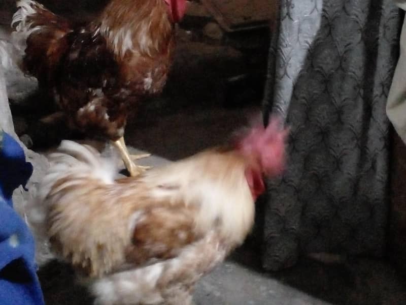 Desi Rooster 3