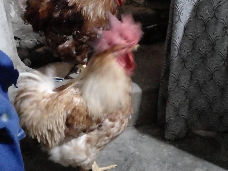 Desi Rooster 4