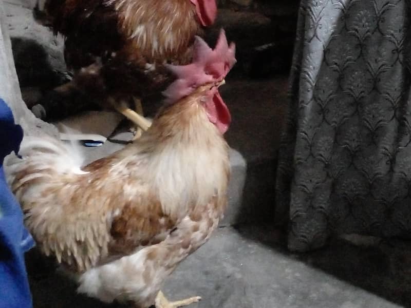 Desi Rooster 5