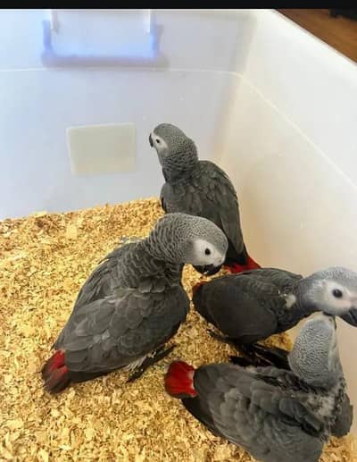 African grey parrot chiks for sale 03024667475