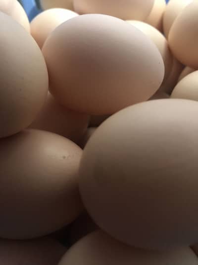 Fertile Eggs Astrolorp