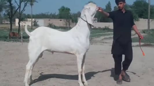 Pure  Gulabi Bakra For Sale 03405796364