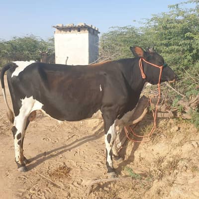 Cow Qurbani janwaar 2 Danth