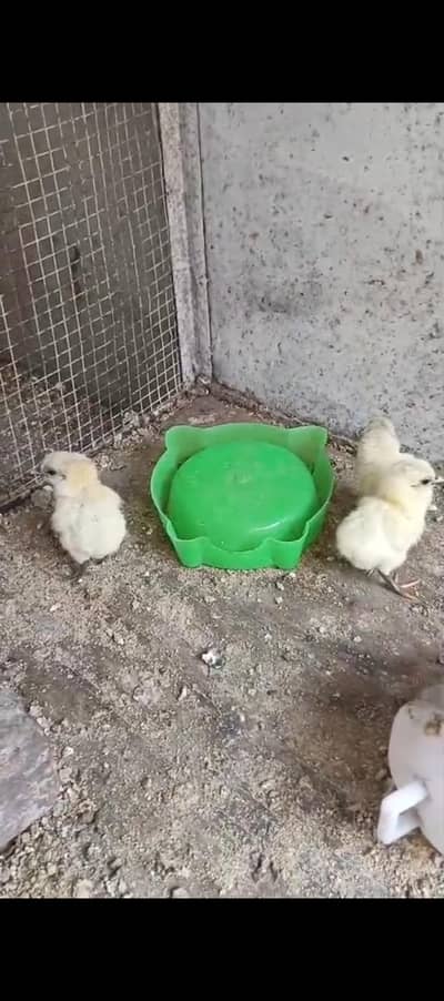 white dragon and ice blue  chicks