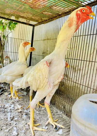 White O shamo German breed 1 male 3 females