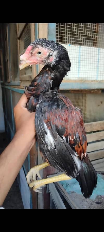 HIGH QUALITY MIAWALI MUSHKI  CHICKS  PAIR
